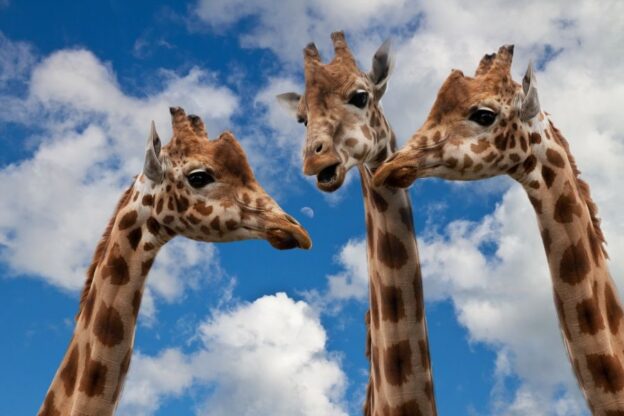 Giraffes in Conversation